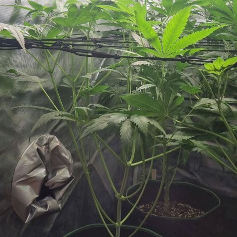 Shogun Kush growlog timeline photo