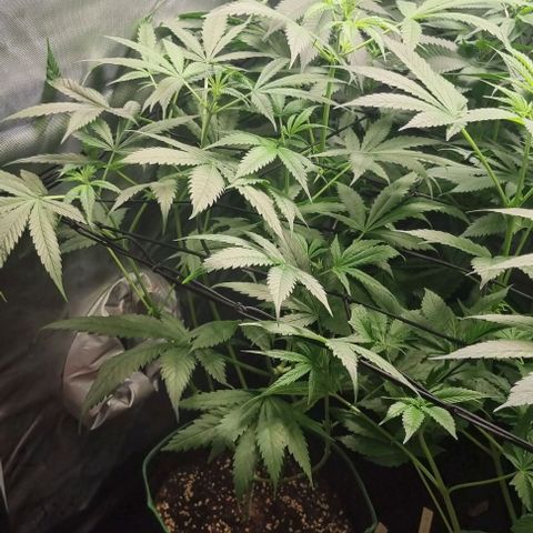 Shogun Kush growlog timeline photo