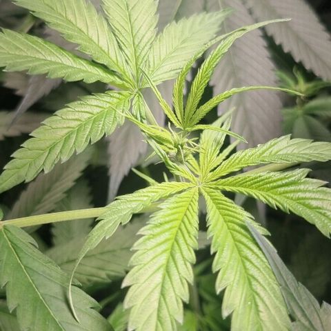 Shogun Kush growlog timeline photo