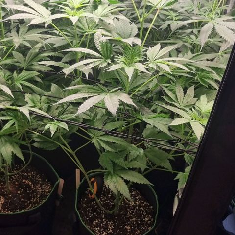 Watermelon OG growlog timeline photo