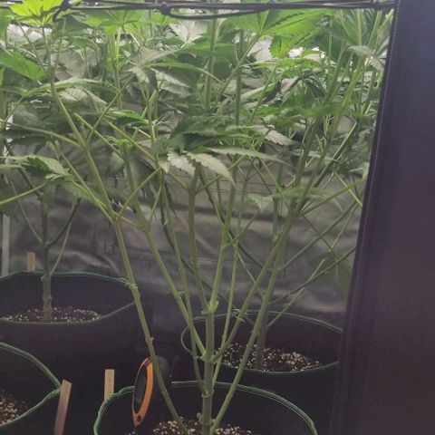 Watermelon OG growlog timeline photo