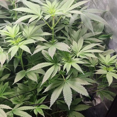 Watermelon OG growlog timeline photo
