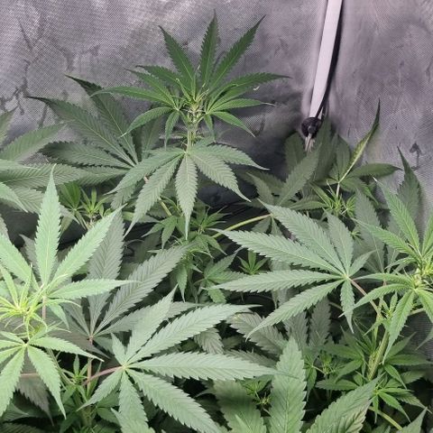 Amnesia Haze growlog timeline photo