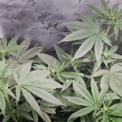 Special Queen #1 growlog timeline photo