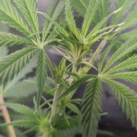 Amnesia Haze growlog timeline photo