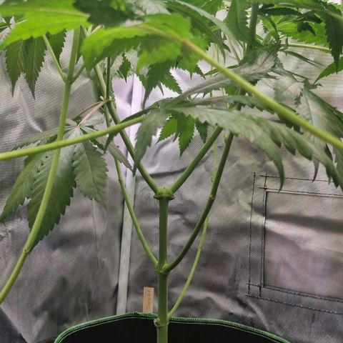 Special Queen #1 growlog timeline photo