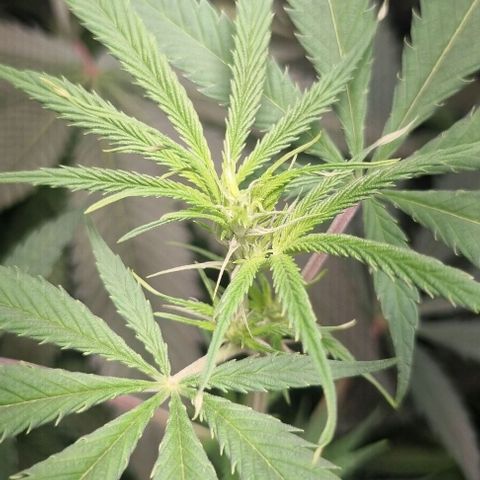 Amnesia Haze growlog timeline photo