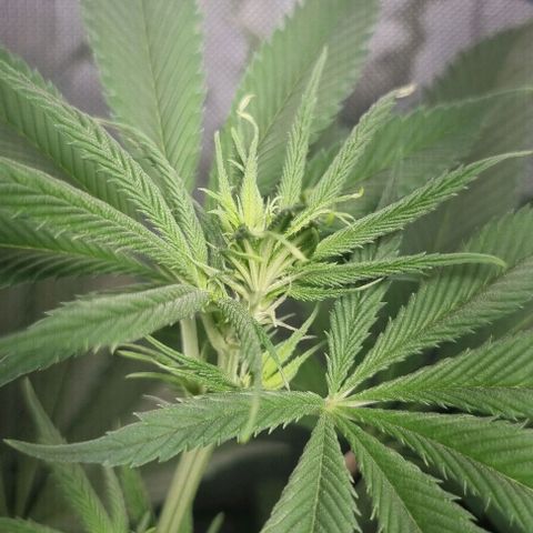Special Queen #1 growlog timeline photo