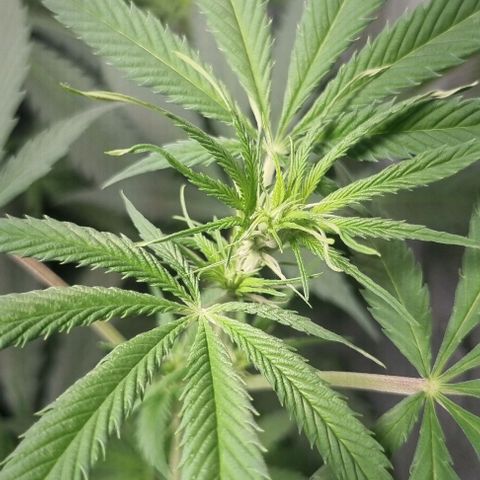 Amnesia Haze growlog timeline photo