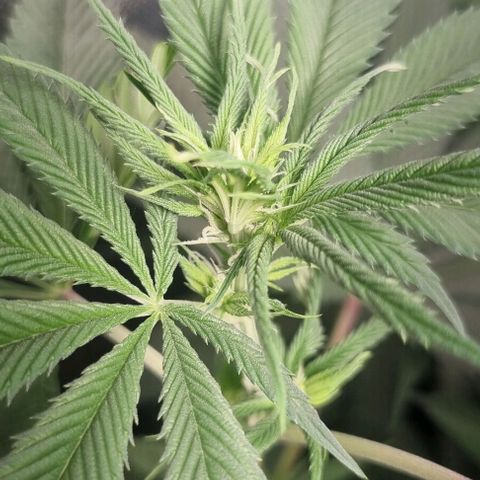 Special Queen #1 growlog timeline photo