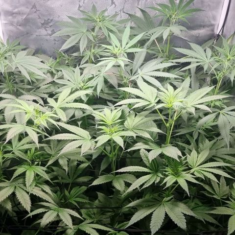 Shogun Kush growlog timeline photo