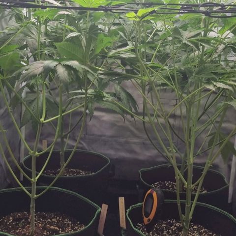 Shogun Kush growlog timeline photo