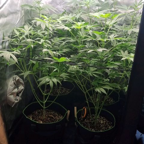 Shogun Kush growlog timeline photo