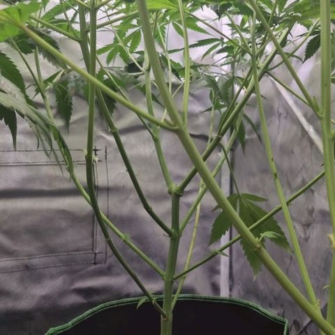Amnesia Haze growlog timeline photo