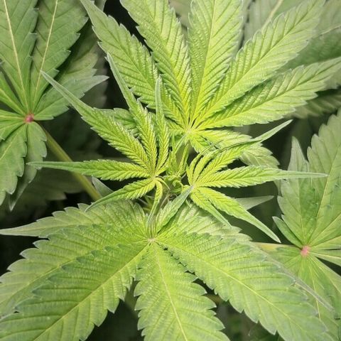 Watermelon OG growlog timeline photo