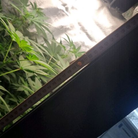 Shogun Kush growlog timeline photo