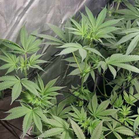 Watermelon OG growlog timeline photo