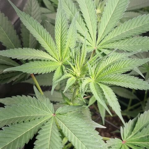 Watermelon OG growlog timeline photo