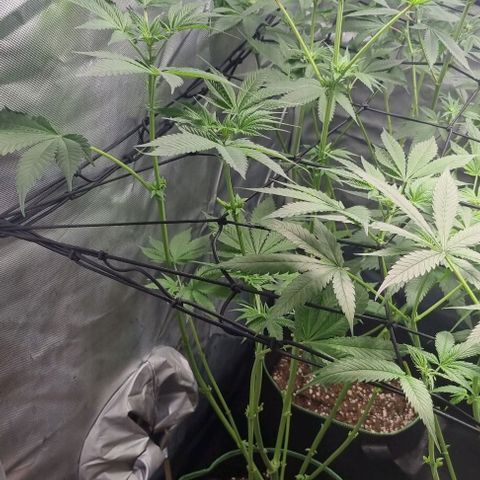 Watermelon OG growlog photo: Last leaf cropping 