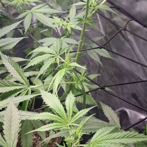 Shogun Kush growlog photo: Last leaf cropping 