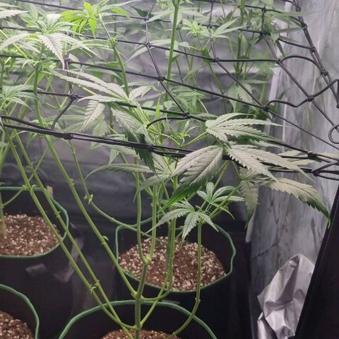 Shogun Kush growlog photo: Last leaf cropping 