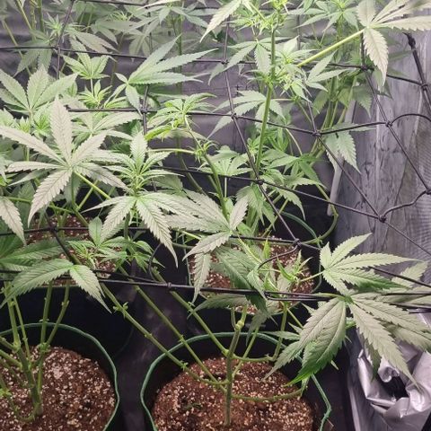 Shogun Kush growlog photo: Last leaf cropping 