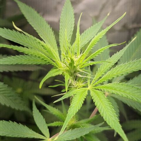 Amnesia Haze growlog photo: Last Leaf cropping 
