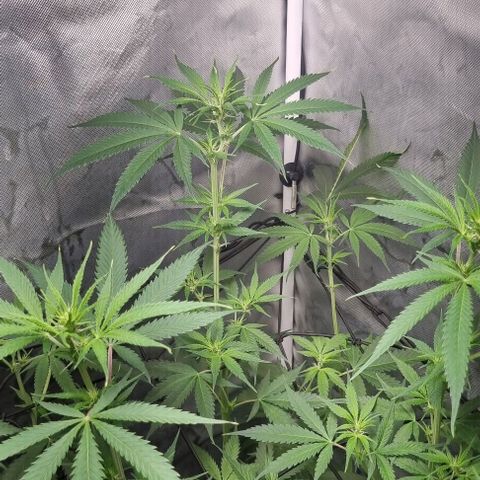 Amnesia Haze growlog photo: Last Leaf cropping 