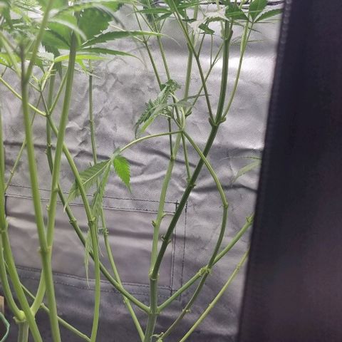 Amnesia Haze growlog photo: Last Leaf cropping 