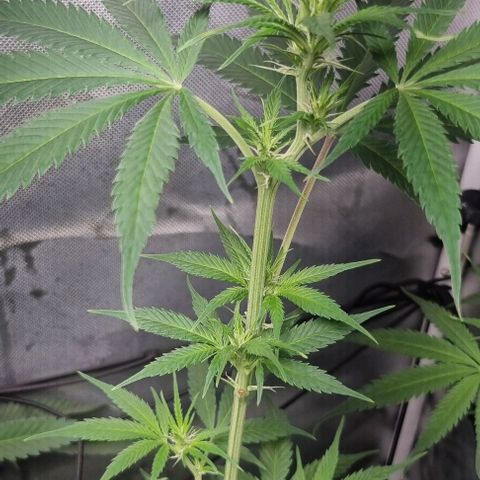 Amnesia Haze growlog photo: Last Leaf cropping 