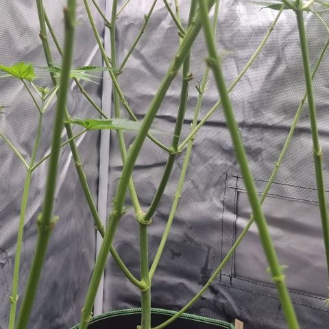 Special Queen #1 growlog timeline photo