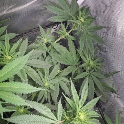 Special Queen #1 growlog photo: Last Leaf cropping