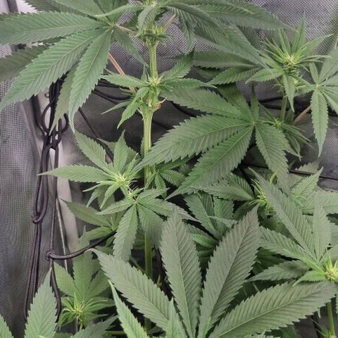Special Queen #1 growlog timeline photo