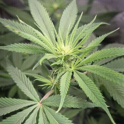 Special Queen #1 growlog timeline photo