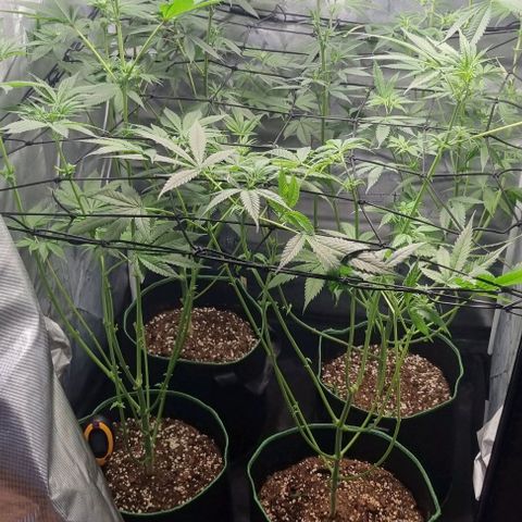 Shogun Kush growlog photo: Cropped and ready for flowering 