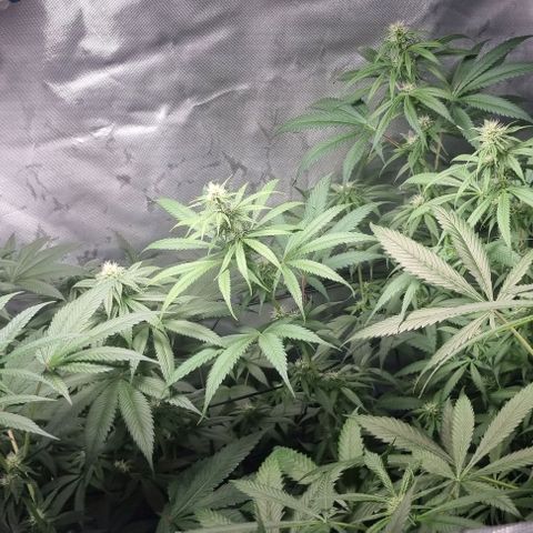 Shogun Kush growlog timeline photo