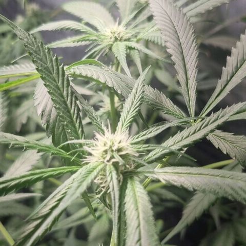 Shogun Kush growlog timeline photo