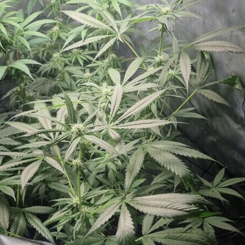 Shogun Kush growlog timeline photo