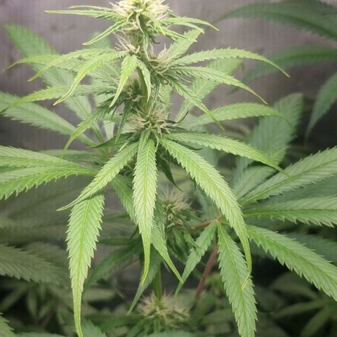 Amnesia Haze growlog timeline photo