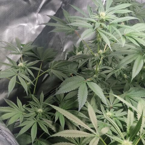 Watermelon OG growlog timeline photo