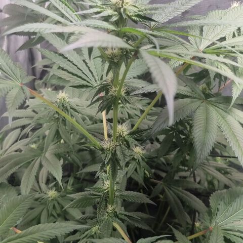 Watermelon OG growlog timeline photo