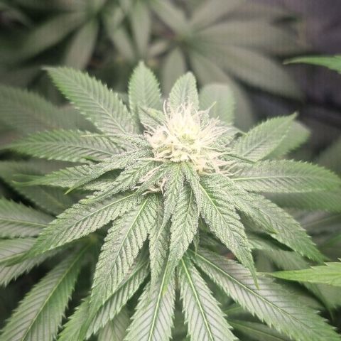 Special Queen #1 growlog timeline photo