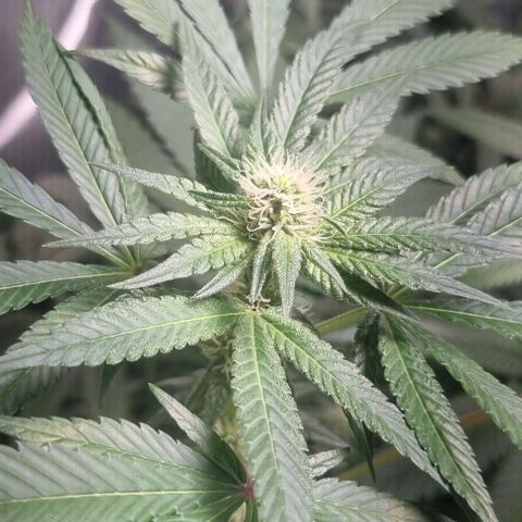 Watermelon OG growlog timeline photo