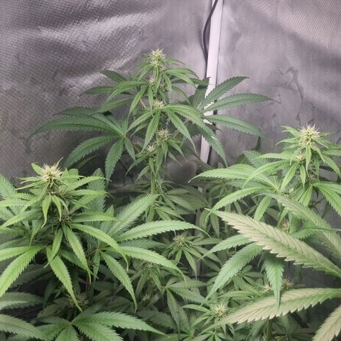 Amnesia Haze growlog timeline photo