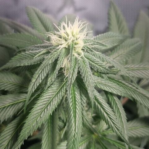 Special Queen #1 growlog timeline photo