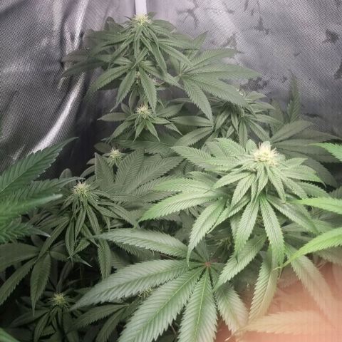 Special Queen #1 growlog timeline photo