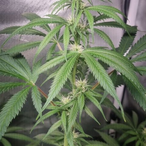 Amnesia Haze growlog timeline photo
