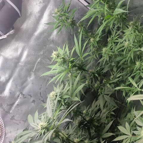 Shogun Kush growlog timeline photo