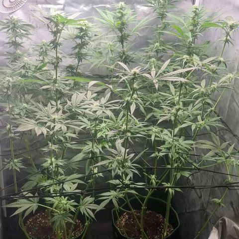 Shogun Kush growlog timeline photo