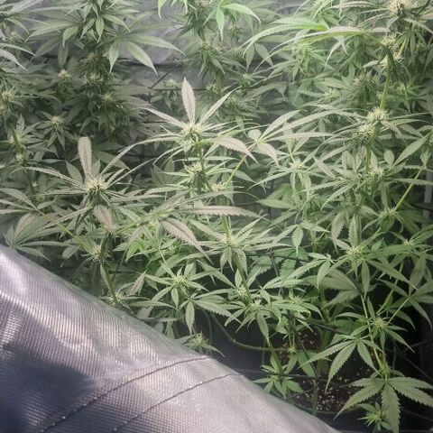 Shogun Kush growlog timeline photo